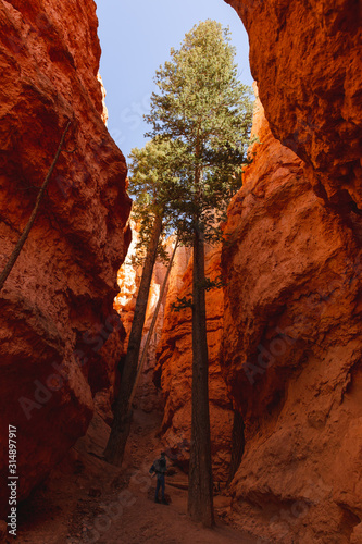 Nature parc national de Bryce Canyon