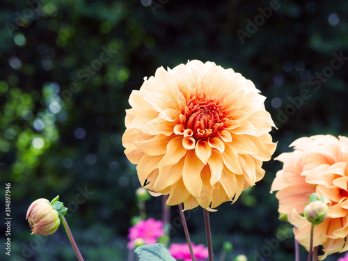 Closeup of a colorful salmon-pink decorative double blooming Amaran Guard Dahlia photo