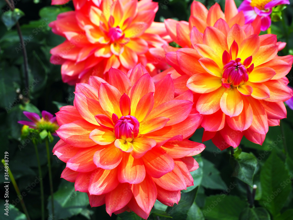 Closeup of flaming multicolored orange, yellow and pink double blooming Dahlias and green leafs background