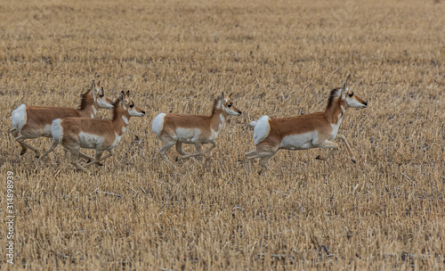 A Pronghorn Herd on the Plains of Colorado