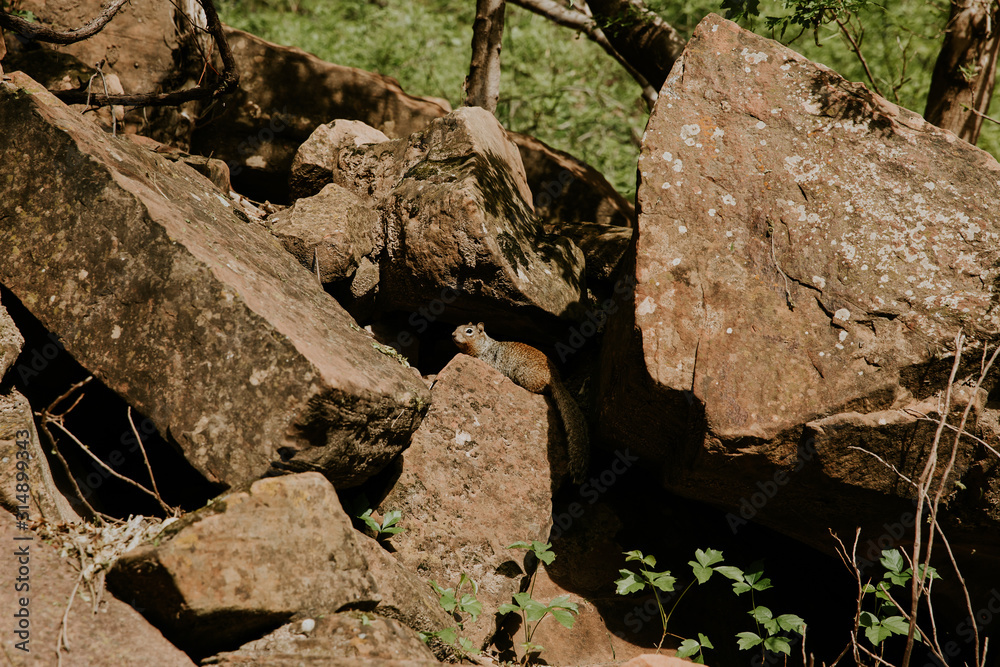 Obraz premium Rencontre avec un écureuil lors d'une randonnée à Zion National Park 