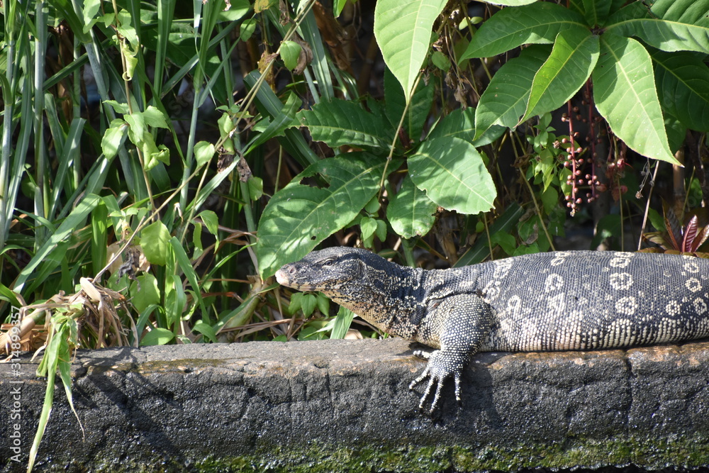 Naklejka premium thailand