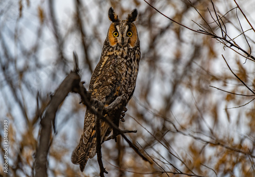 A Long-eared Owl Perched in the Woods photo