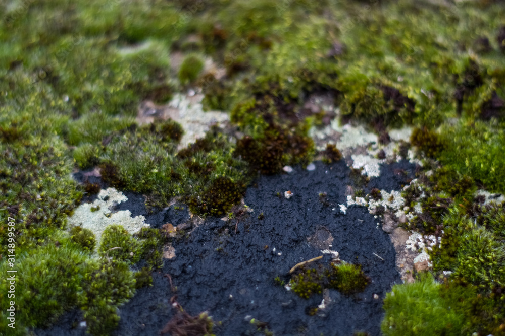 Background or texture of stone and green moss with white spots. Facade of the old building. Plant. Flora. Background or texture of stone and green moss with white spots. Facade of the old building. Plant. Flora.