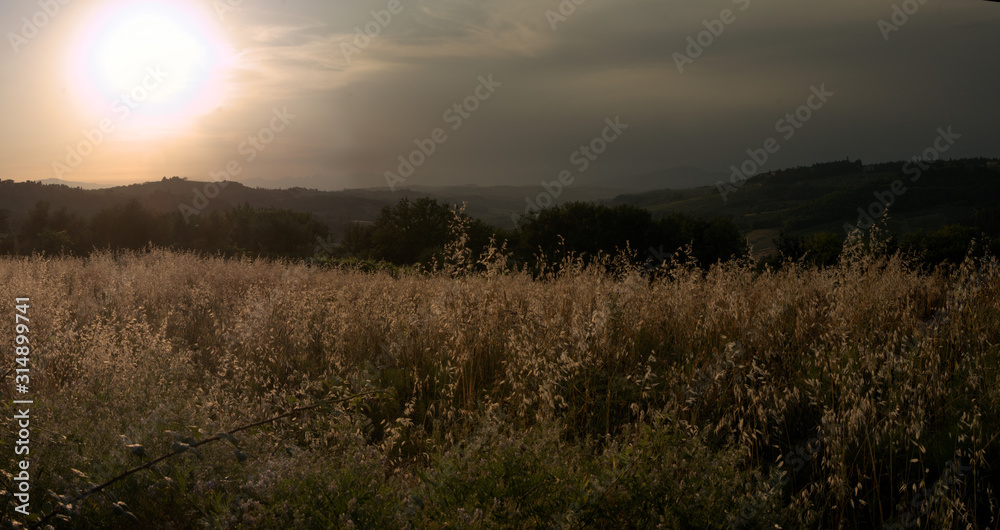 Evening over field of oats in Montespertoli, Tuscany