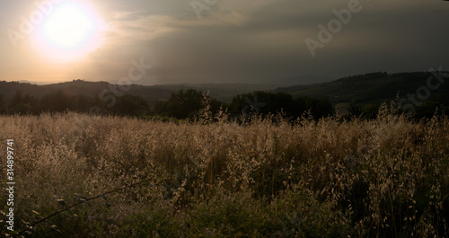 Evening over field of oats in Montespertoli, Tuscany © elliottcb