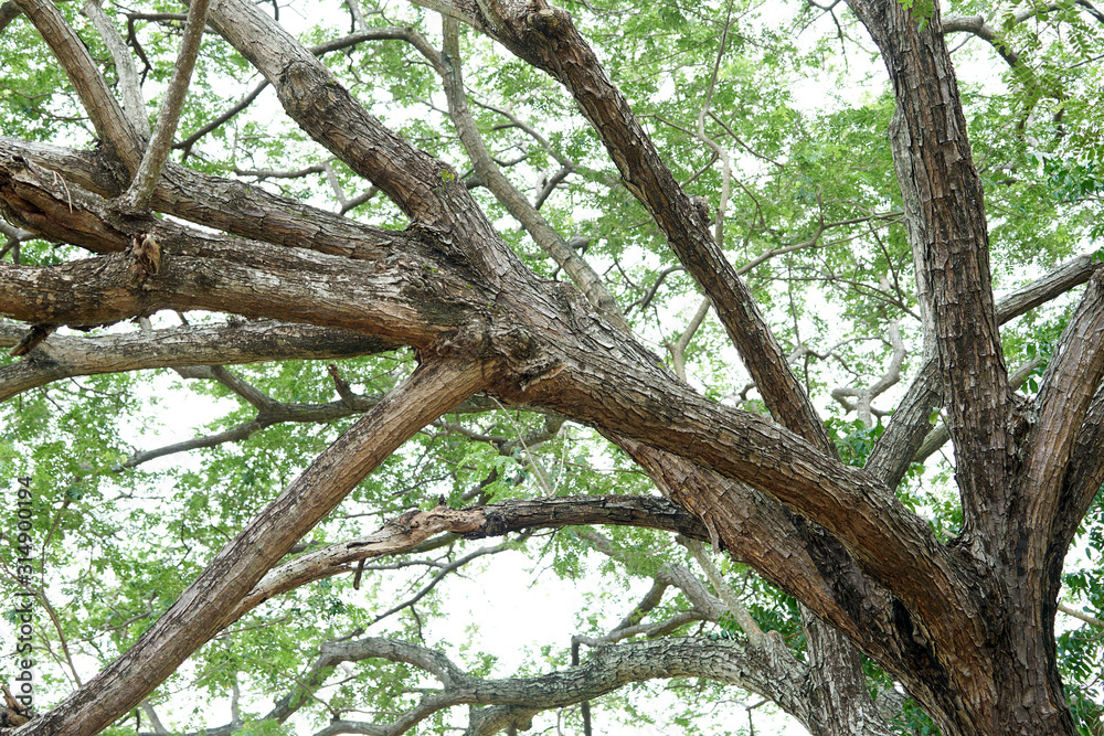 Branches of big tree enough for sitting around in nature eco concept Branches of big tree enough for sitting around in nature eco concept