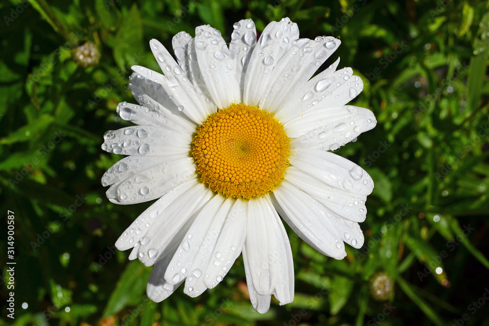 Fototapeta premium White matricaria blooming in sunny day