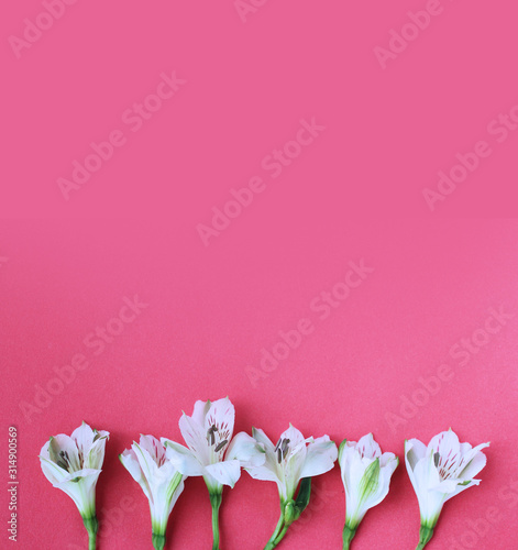 Delicate white astromeria flowers on a coral background. Spring flower arrangement. Pastel light colors. Background for greetings and postcards. photo