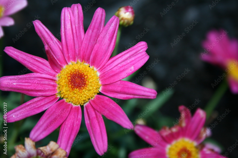 Fototapeta premium Pink succulent ground cover flower