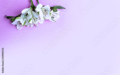 Delicate white astromeria flowers on a pink background. Spring. Pastel light colors. Background for greetings and postcards. photo