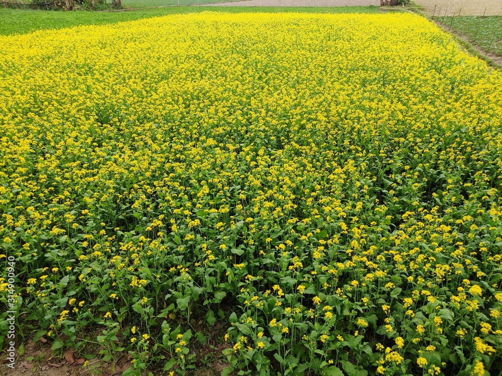 Obraz premium flower garden