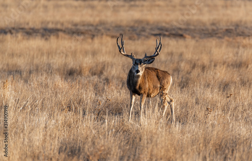 A Large Mule Deer Buck on the Plains of Colorado