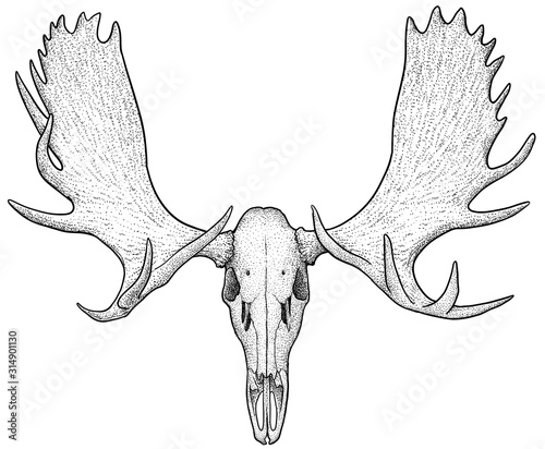 Moose skull illustration, drawing, engraving, ink, line art, vector