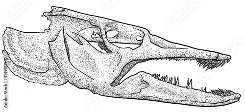 Pike skull illustration, drawing, engraving, ink, line art, vector