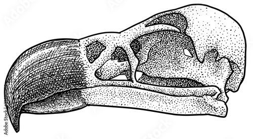 Vulture skull illustration, drawing, engraving, ink, line art, vector