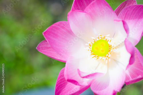 pink flower in the garden