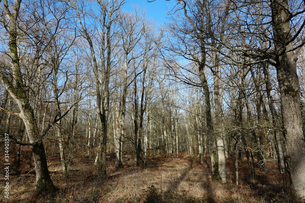 Forêt de chênes