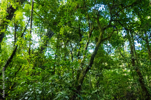 Costa Ricas Tropical Rain Forest Central America Manuel Antonio