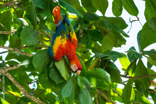 Parrot eating (Ara macao, Scarlet Macaw) in Costa Rica Corcovado National Park close to Puerto Jimenez photo