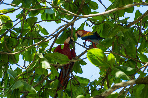 Parrots flirting - two Scarlet Macaw (Ara macao) in Costa Rica Corcovado National Park close to Puerto Jimenez