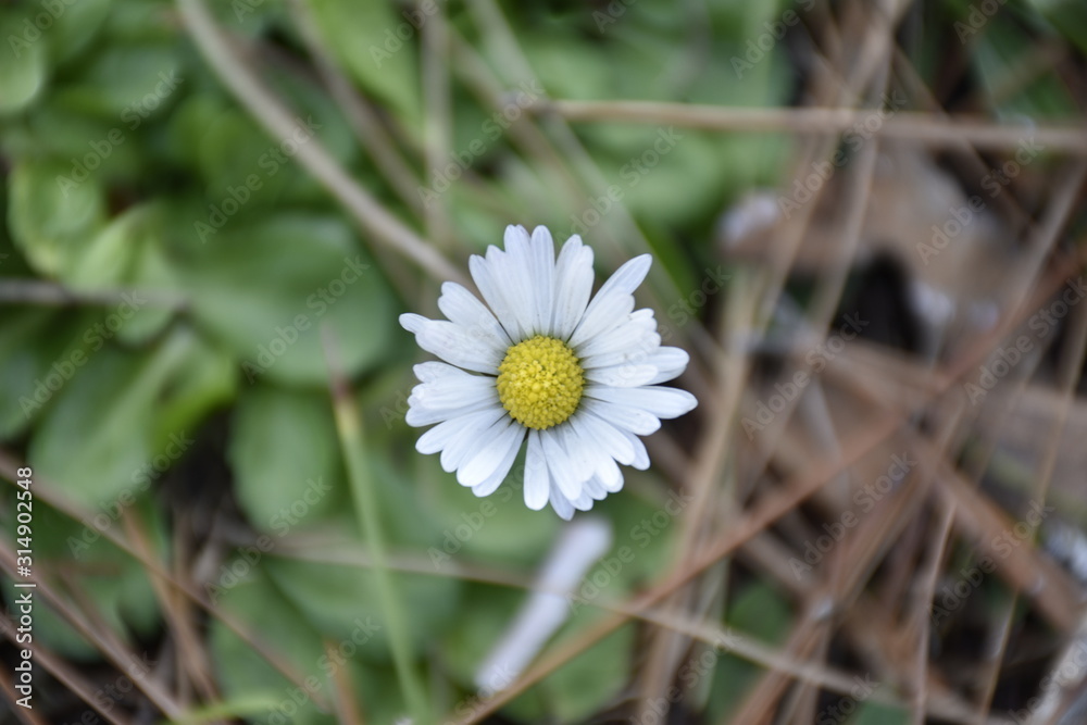 Obraz premium daisy in green grass