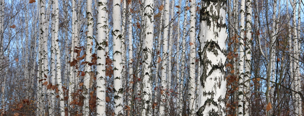 Obraz premium Young birches with black and white birch bark in spring in birch grove against the background of other birches