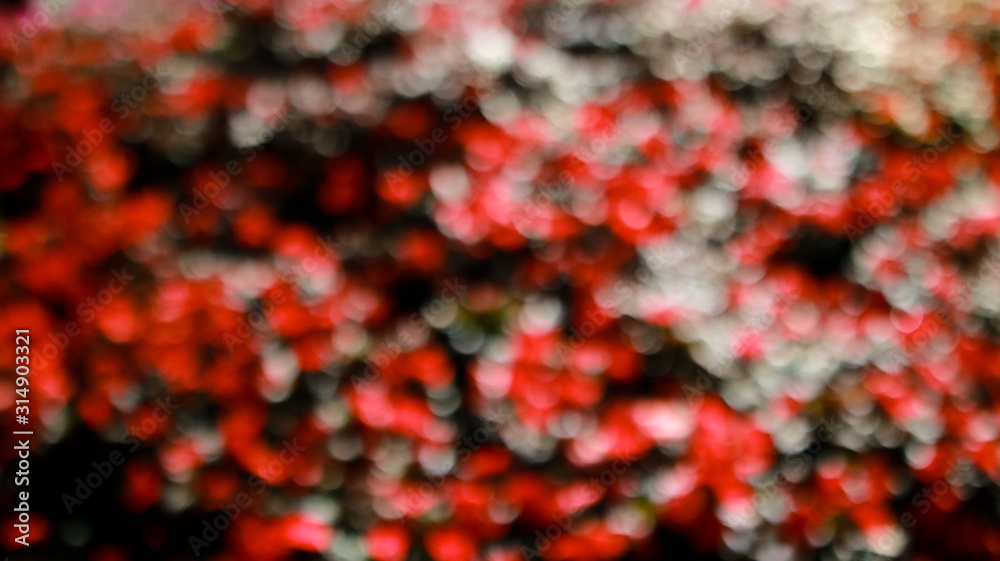 abstract background of red flower abstract background of red flower