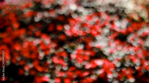 abstract background of red flower