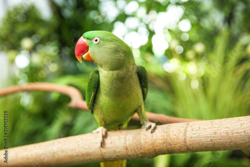 Schilderij op canvas Beautiful Alexandrine Parakeet on tree branch outdoors
