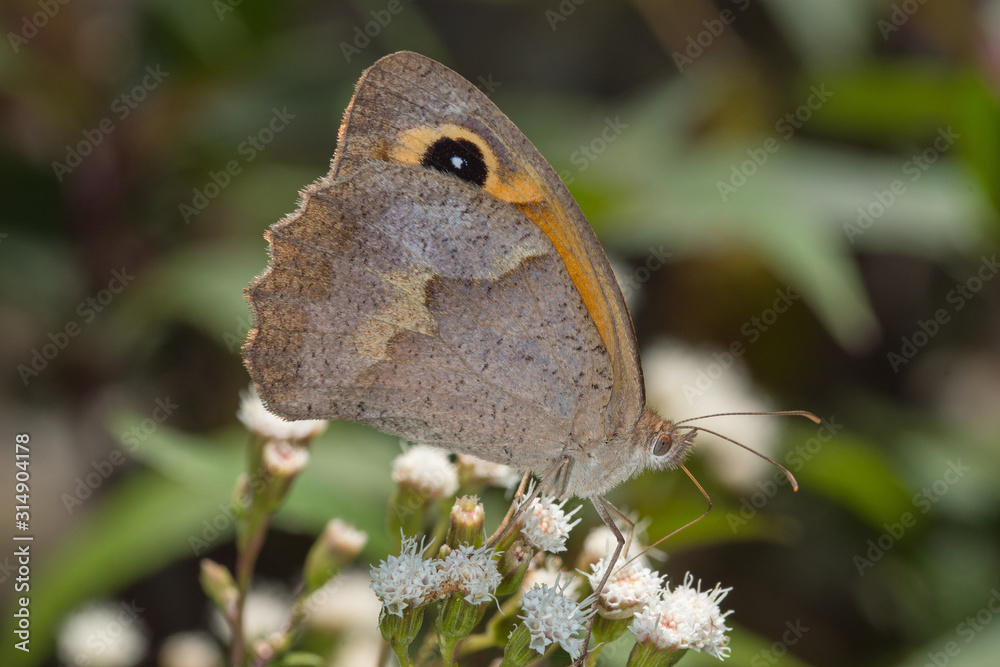 Obraz premium 23.07.2019 ES, Kanarische Inseln, La Palma Großes Ochsenauge Maniola jurtina (LINNAEUS, 1758)