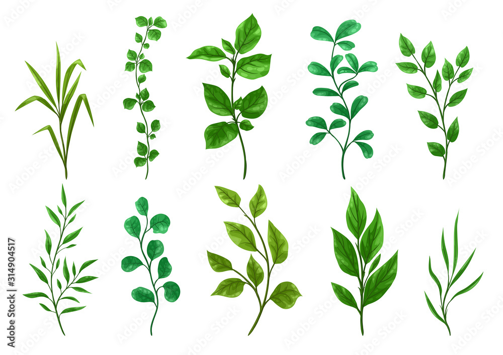 Set of sprigs with green leaves. - obrazy, fototapety, plakaty 