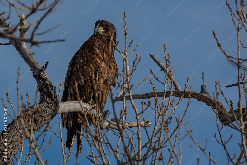 A Juvenile Bald Eagle Perched on a Tree Top A Juvenile Bald Eagle Perched on a Tree Top