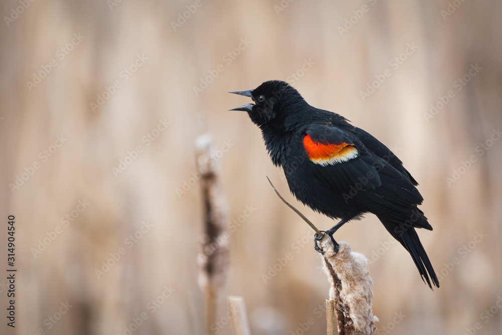 Bird of wetland Bird of wetland