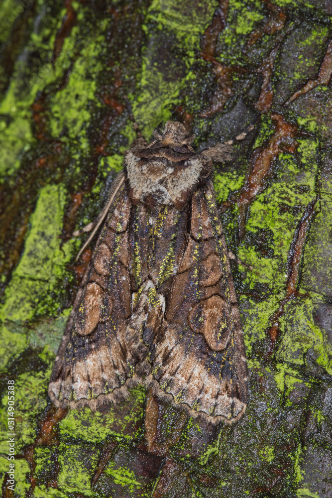 04.10.2019 DE, NRW, Leverkusen Weißdorneule Allophyes oxyacanthae (LINNAEUS, 1758) 04.10.2019 DE, NRW, Leverkusen Weißdorneule Allophyes oxyacanthae (LINNAEUS, 1758)