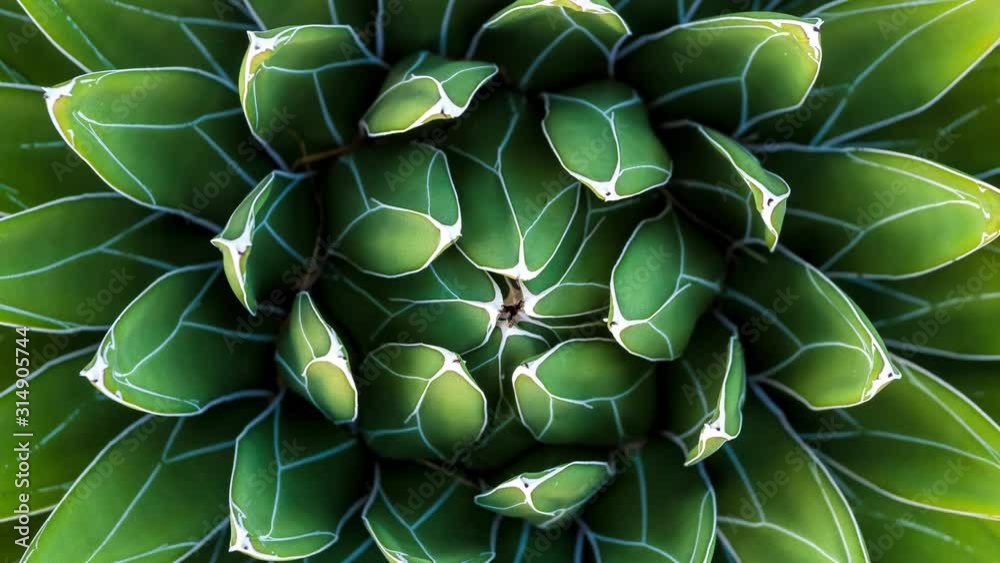 Queen Victoria Agave ( Agave victoriae-reginae), top view clos up shot, slowly spinning, Fibonacci golden ratio concept Queen Victoria Agave ( Agave victoriae-reginae), top view clos up shot, slowly spinning, Fibonacci golden ratio concept