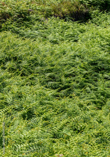 Hay-scented fern (Dennstaedtia punctilobula) on Madeira Island, Portugal