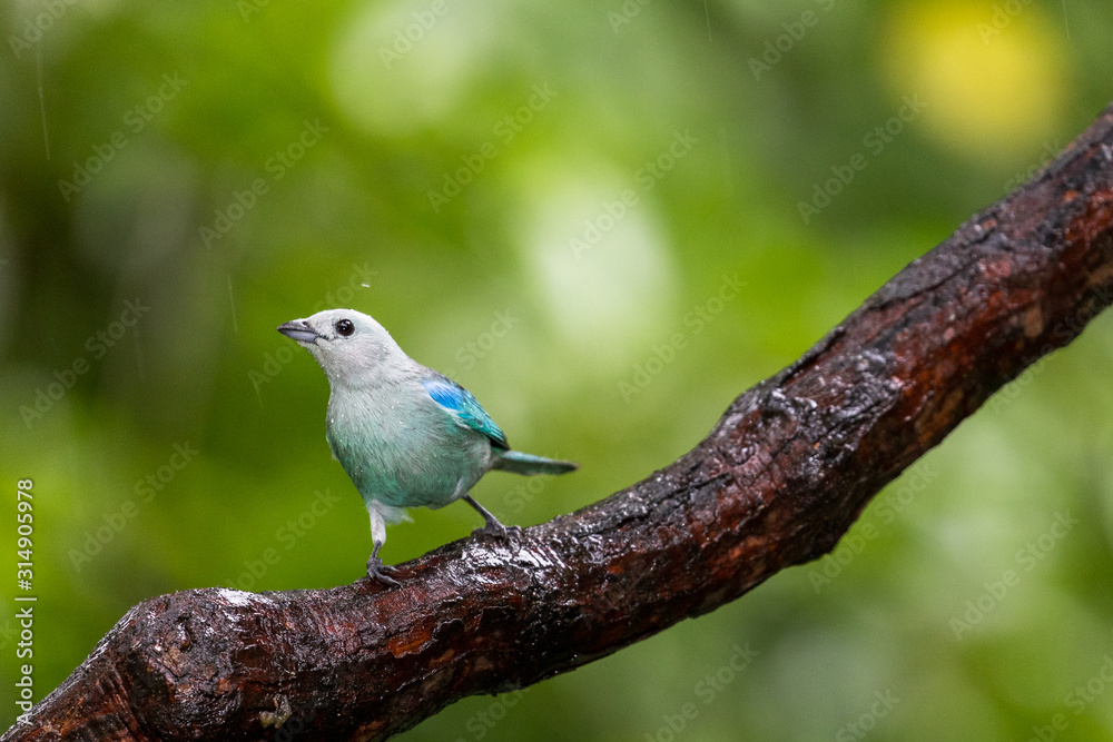 Blue-grey tanager (Thraupis episcopus) resting on a branch Blue-grey tanager (Thraupis episcopus) resting on a branch
