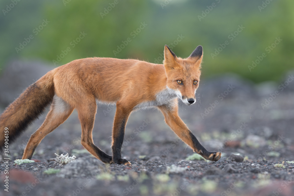 Wild red Fox crossing and looking at me. Wild red Fox crossing and looking at me.