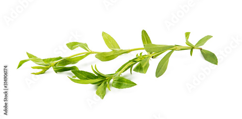 tarragon herbs isolated on white background