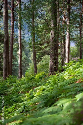 Bosco di felci e conifere in Scozia