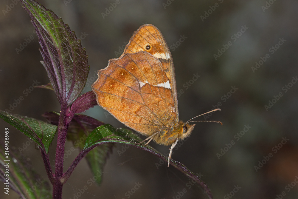Fototapeta premium 26.07.2019 ES, Kanarische Inseln, La Palma Pararge xiphioides Pararge xiphioides