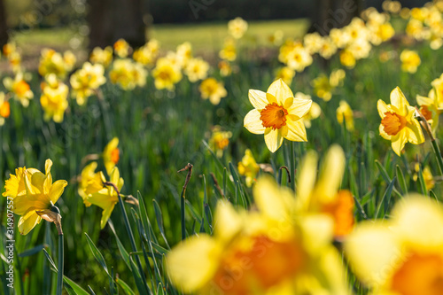 Blossom Spring Daffodil Flowers Cloes Up