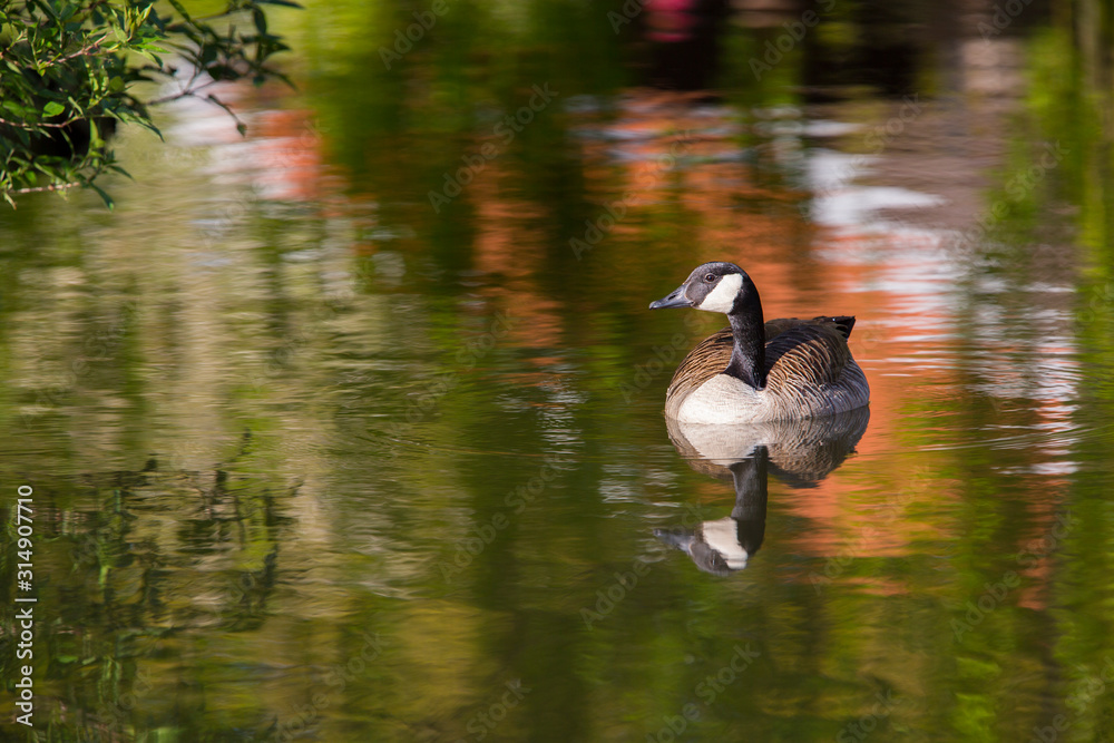 Canada goose, Branta canadensis, single bird on water Canada goose, Branta canadensis, single bird on water