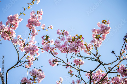 Blossom Pink Cherry Flowers on Blue Sky Background