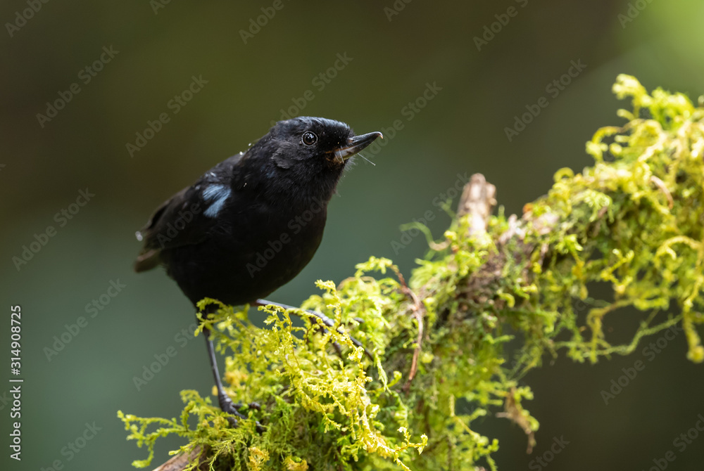 Glossy Flower-piercer - Diglossa lafresnayii, special black perching bird from western Andean slopes, Yanacocha, Ecuador. Glossy Flower-piercer - Diglossa lafresnayii, special black perching bird from western Andean slopes, Yanacocha, Ecuador.