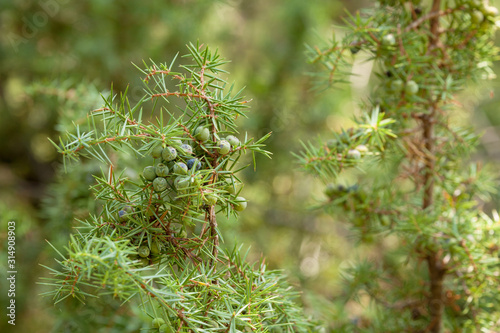 green Juniper plant in the erly season photo