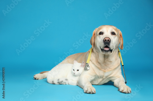 Cute Labrador dog with stethoscope as veterinarian and cat on light blue background