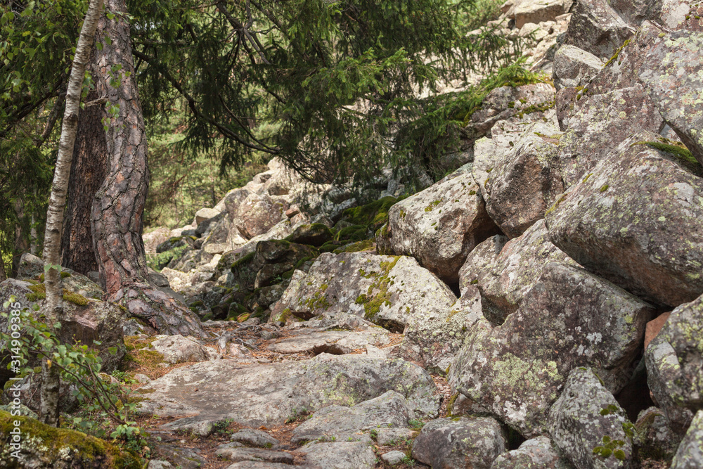 Inside a typical forest of the Italian Alps long a mountain path Inside a typical forest of the Italian Alps long a mountain path