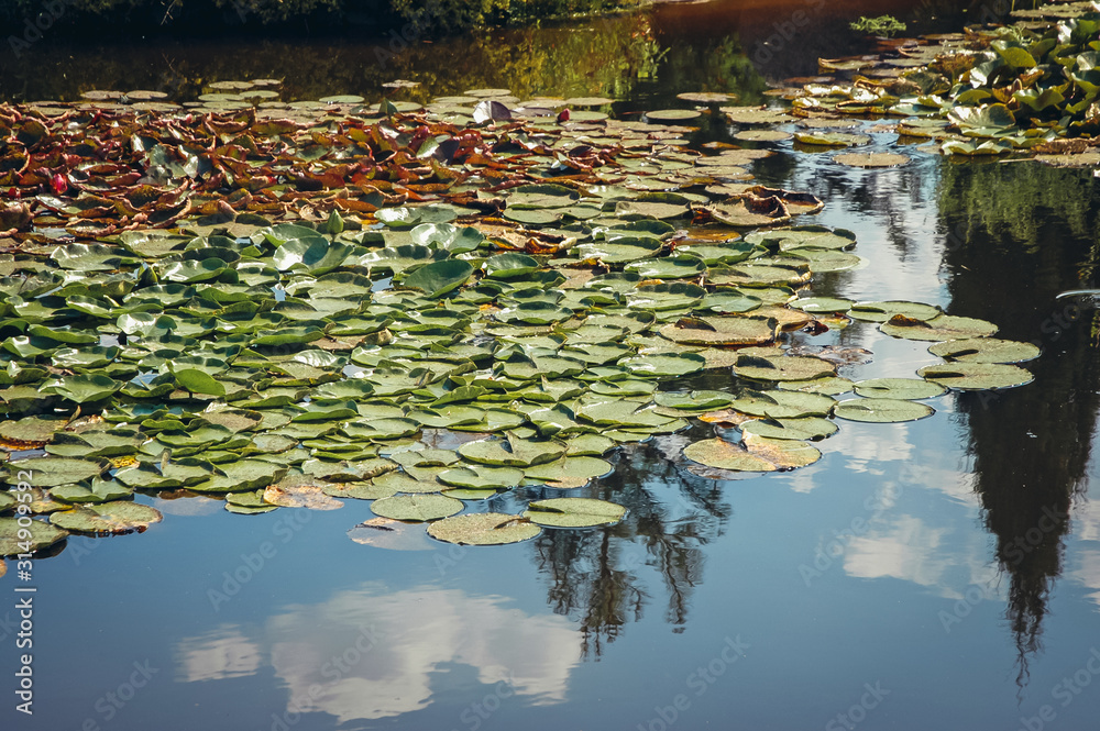 Pads of Nymphaeaceae plant commonly called water lily